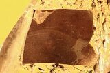 Detailed Fossil Bark Fragment and Fly in Baltic Amber #288597-1